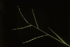 Urochloa glumaris