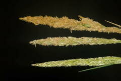 Sporobolus virginicus