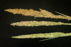 Sporobolus virginicus