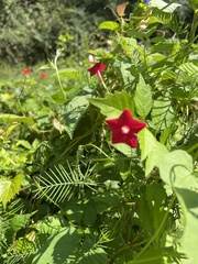 Ipomoea quamoclit