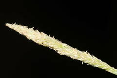 Sporobolus virginicus