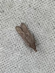 Dichomeris ligulella