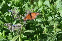 Danaus erippus