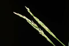 Digitaria henryi