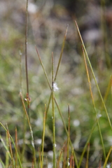 Juncus filiformis