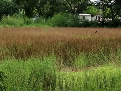 Jacana spinosa