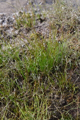 Juncus filiformis
