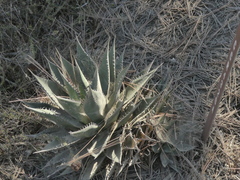Agave shawii shawii