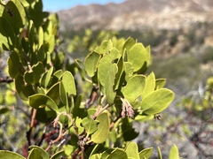 Arctostaphylos manzanita