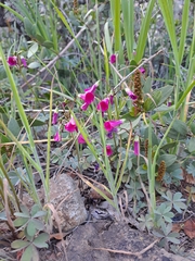Oxalis arenaria
