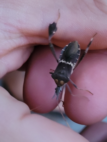 Large-Legged Bug photo 6