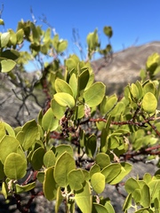 Arctostaphylos manzanita