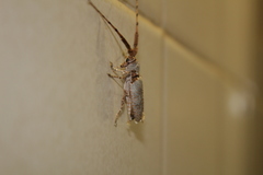 Protomocerus pulcher