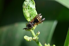 Brachygastra lecheguana