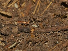 Platyarthrus hoffmannseggii