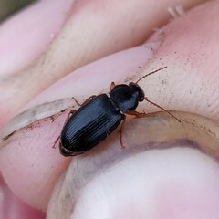 Harpalina