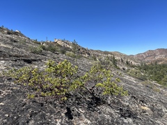 Arctostaphylos manzanita