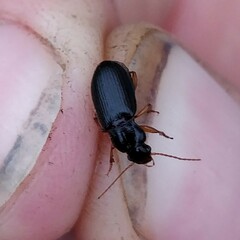 Harpalina