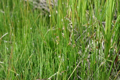 Juncus filiformis
