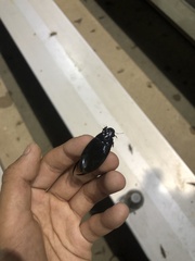 Hydrophilus triangularis