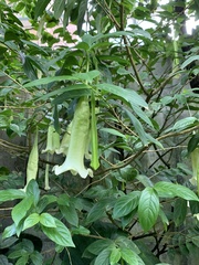Brugmansia arborea