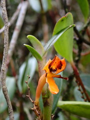 Epidendrum radicans
