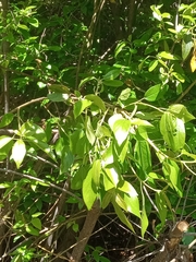 Aristotelia chilensis