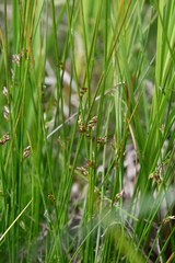Juncus filiformis
