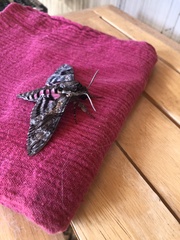 Agrius cingulata