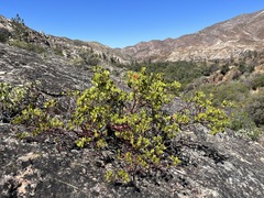 Arctostaphylos manzanita