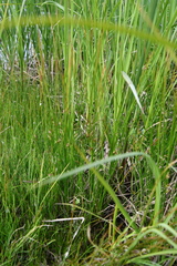 Juncus filiformis