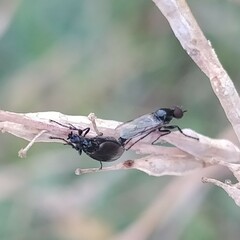 Dilophus febrilis