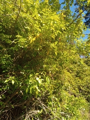 Aristotelia chilensis