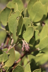 Arctostaphylos manzanita