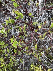Arctostaphylos hookeri hookeri