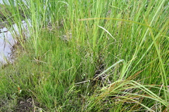 Juncus filiformis
