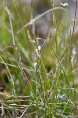 Juncus filiformis