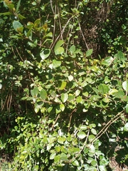 Luma apiculata