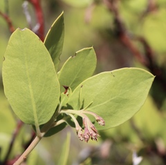 Arctostaphylos manzanita