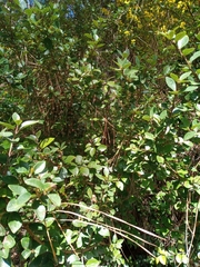 Luma apiculata