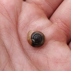 Oxychilus draparnaudi