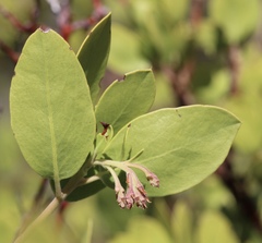 Arctostaphylos manzanita