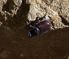 Phyllognathus excavatus