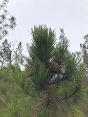 Pinus radiata