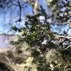 Melaleuca halmaturorum
