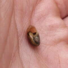 Oxychilus draparnaudi