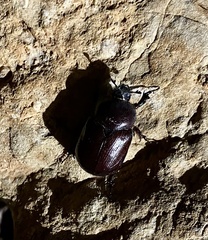 Phyllognathus excavatus