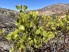 Arctostaphylos manzanita