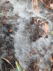 Phycomyces