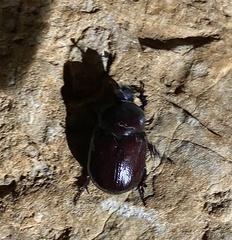 Phyllognathus excavatus